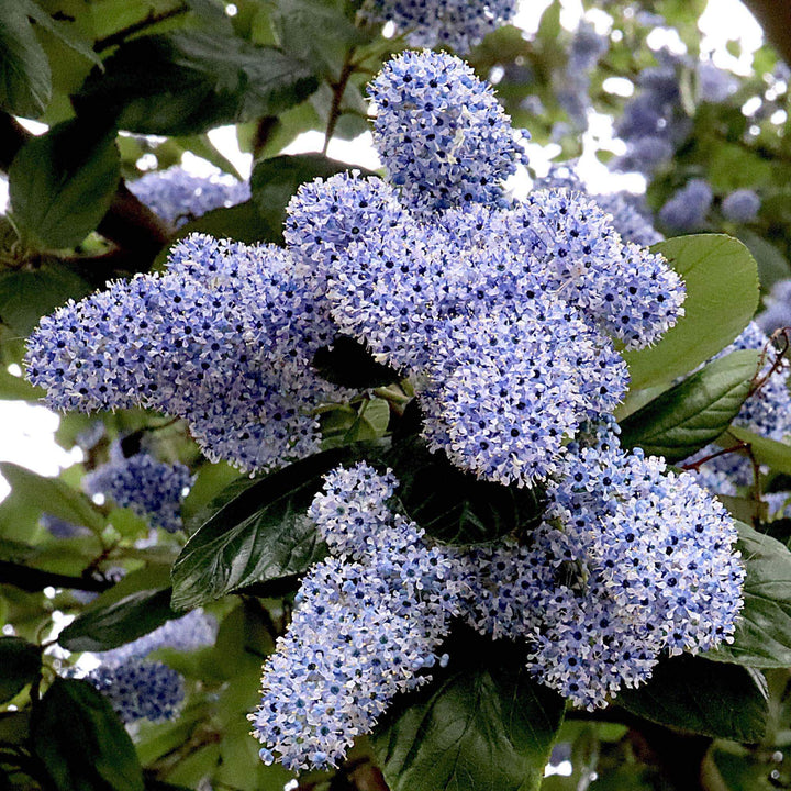 Blue Trees | Blue Flowering Trees | Gardeners Dream