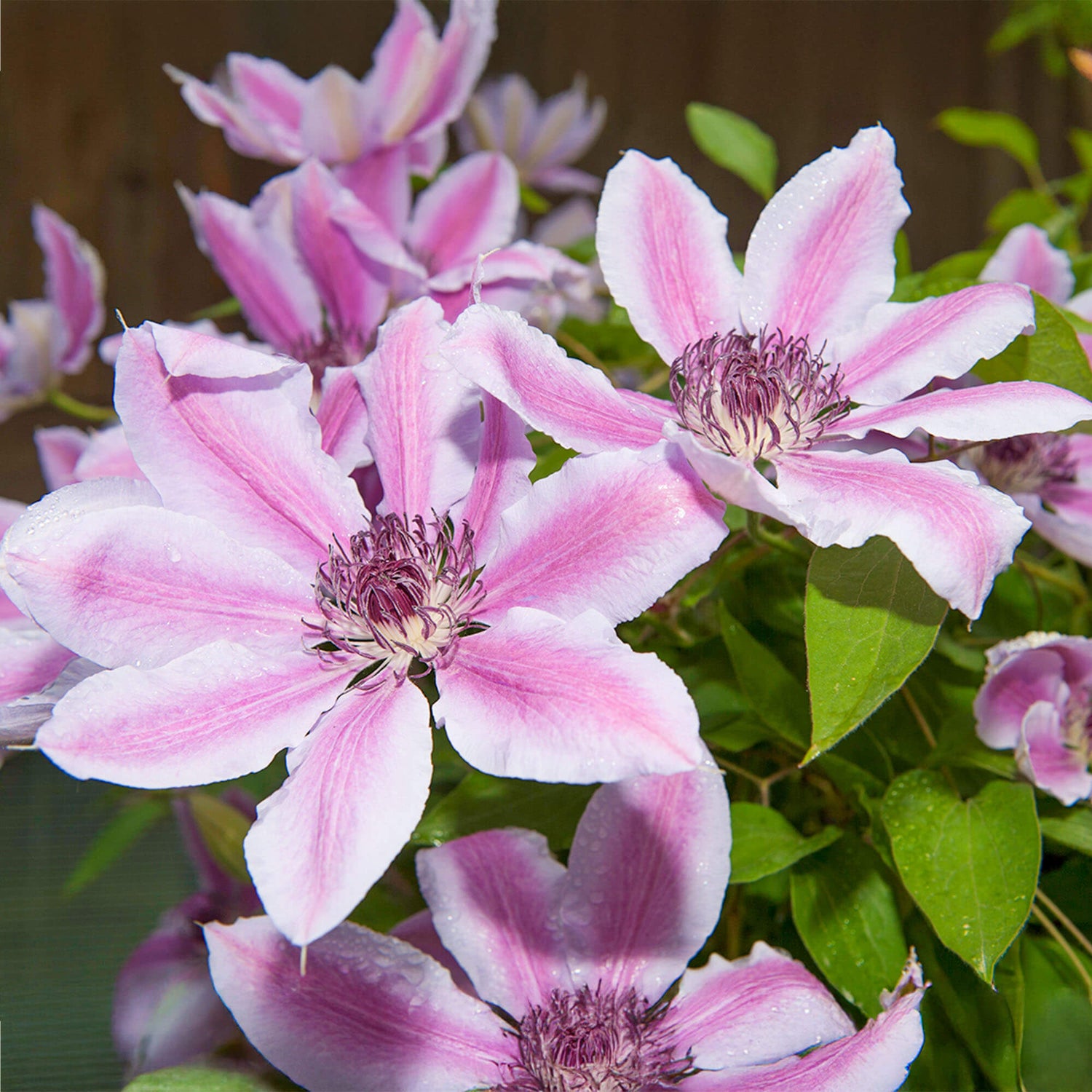Clematis