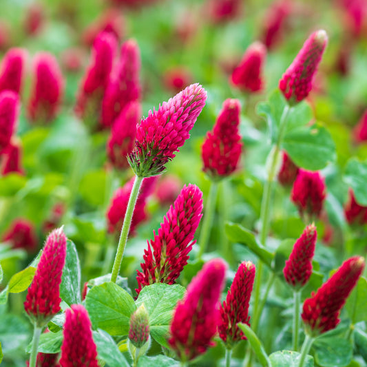 Crimson Clover Grass Seed