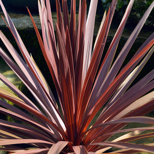 Cordyline 'Red Star'