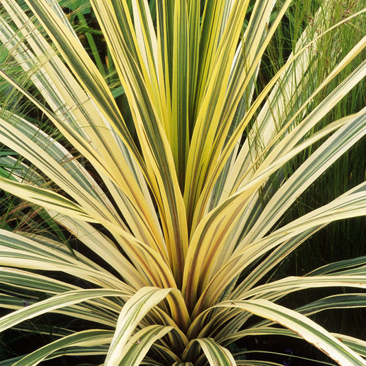 Cordyline 'Torbay Dazzler'