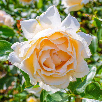 Cream Rose | Rose – Gardeners Dream
