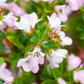 Escallonia 'Apple Blossom'