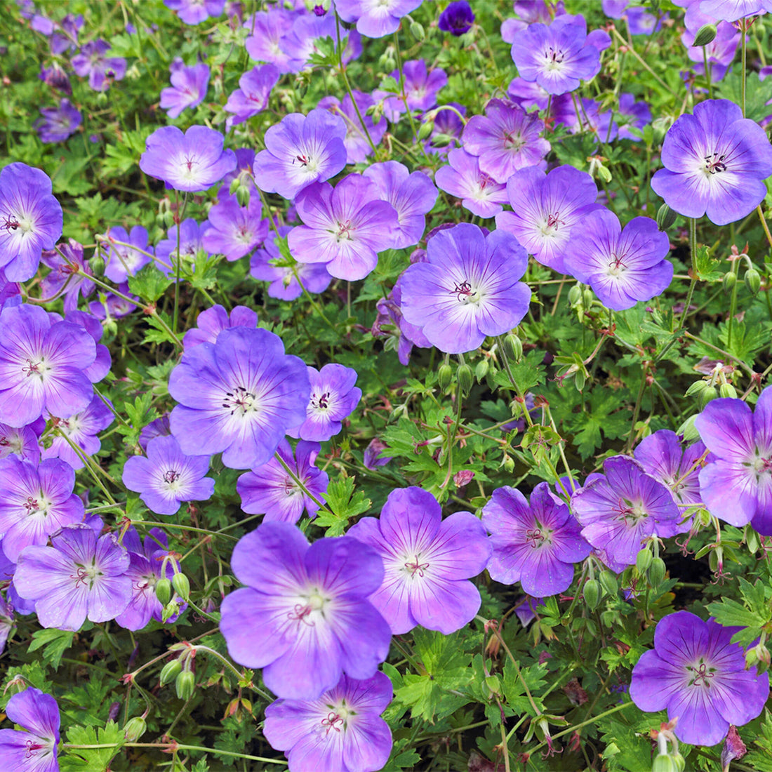 Geranium 'Rozanne' | Cranesbill – Gardeners Dream
