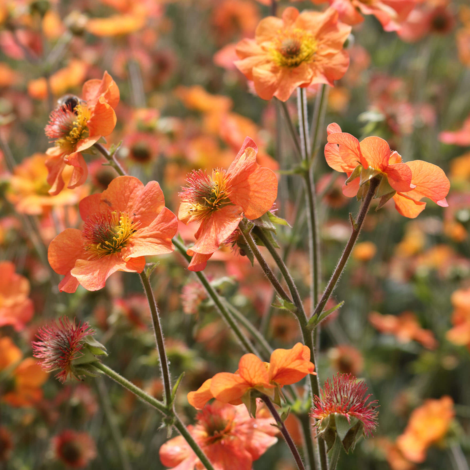 Geum Totally Tangerine Avens Gardeners Dream Geum Totally Tangerine Avens Gardeners Dream