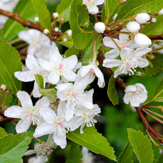 Hoheria 'Snow White'