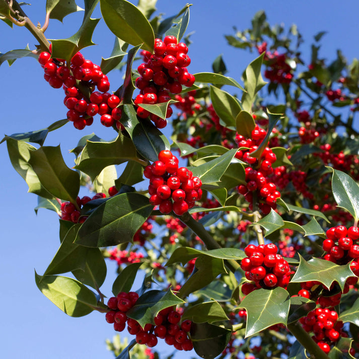 Standard Ilex Patio Tree | Holly Tree – Gardeners Dream