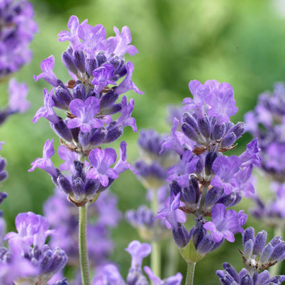 Lavandula 'Munstead' Patio Tree | English Lavender Tree – Gardeners Dream