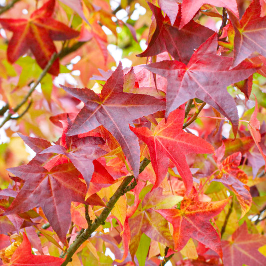 Liquidambar 'Lane Roberts'
