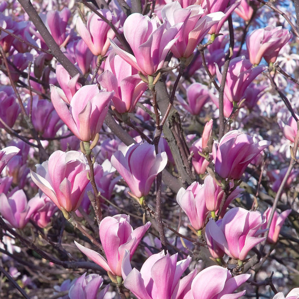 Magnolia 'Heaven Scent' | Magnolia Tree – Gardeners Dream
