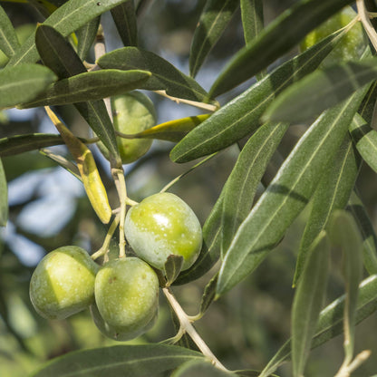 Olua Tree Olea europaea Patio Tree | Olive Tree – Gardeners Dream