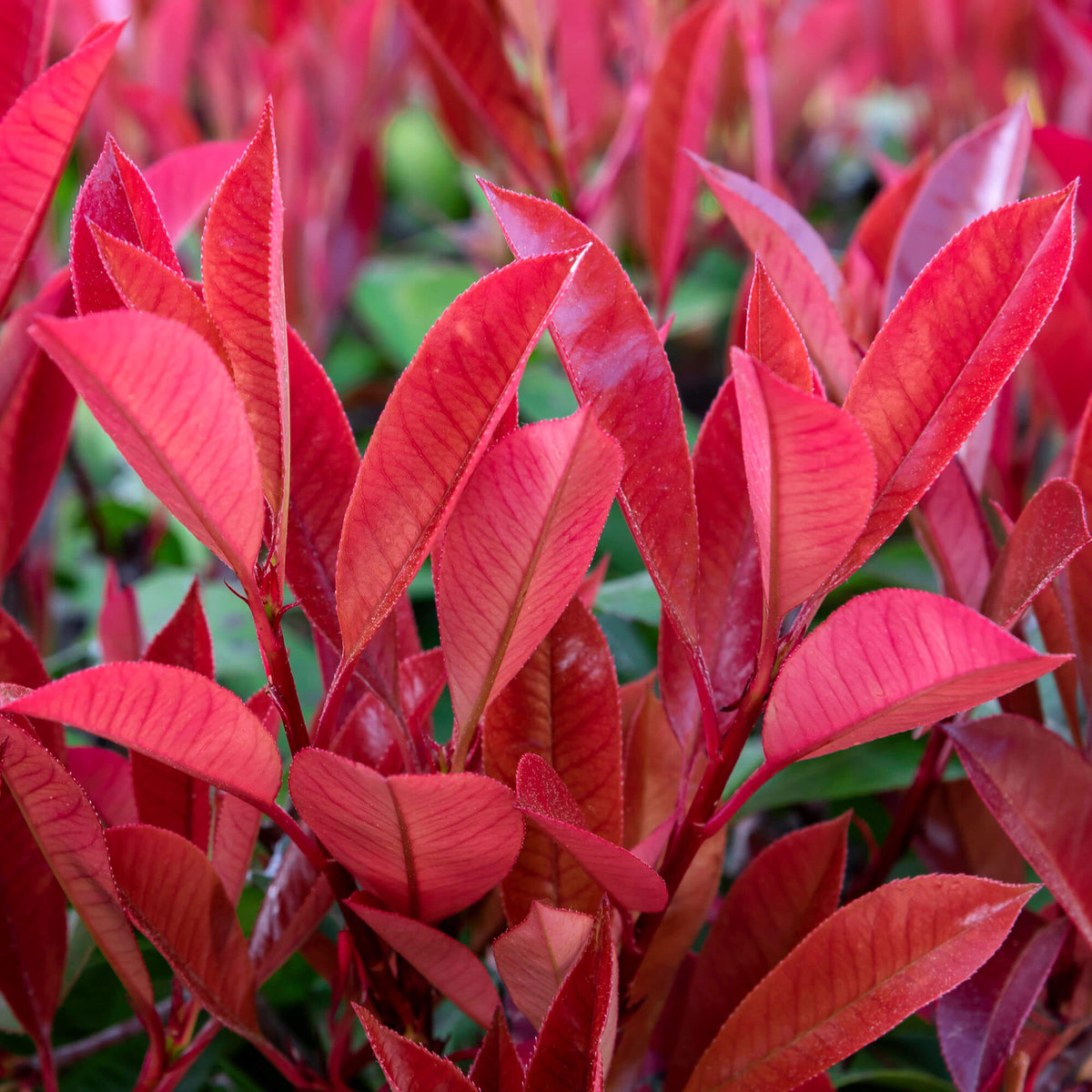 Pink Tree Ribbion Photinia 'Red Robin' Tree | Christmas Berry Tree – Gardeners Dream