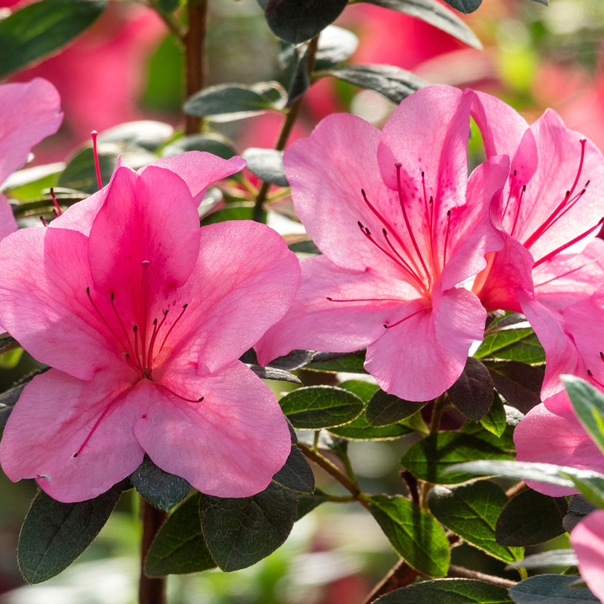 Azalea Pink