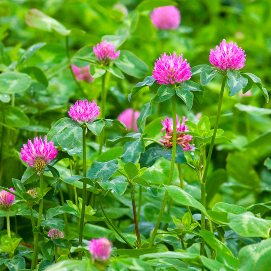 Red Clover Grass Seed