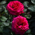 Red Rose