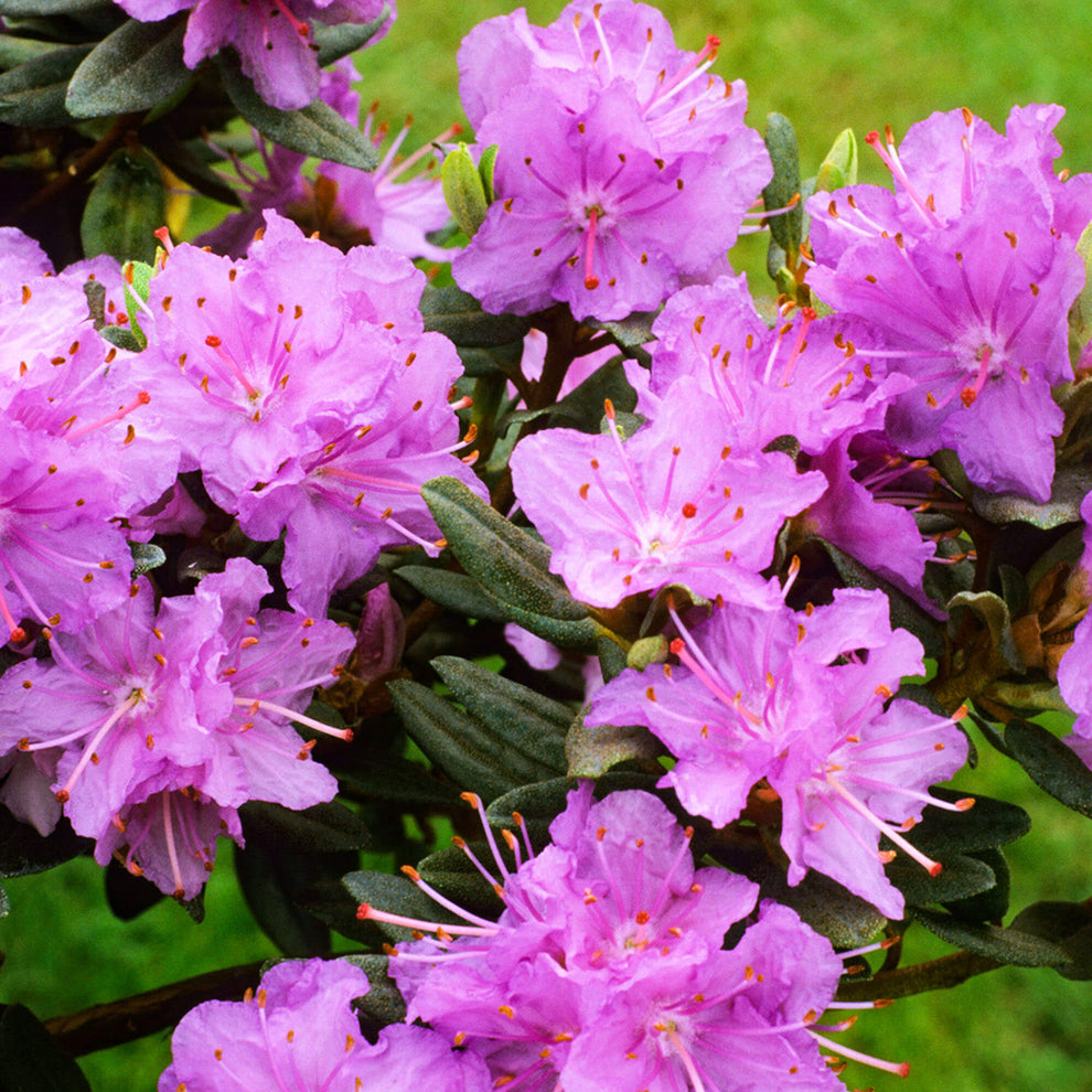 Rhododendron 'Ramapo' | Dwarf Hardy Hybrid – Gardeners Dream