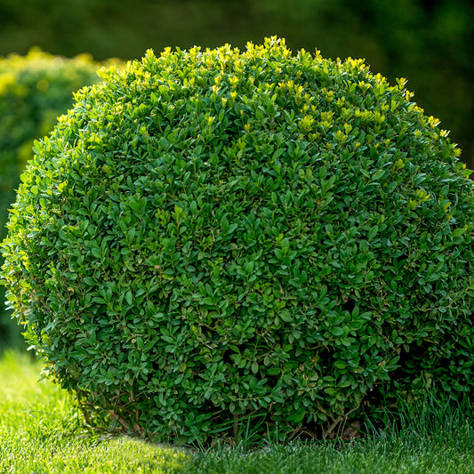 Buxus Topiary Ball