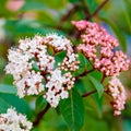 Viburnum tinus