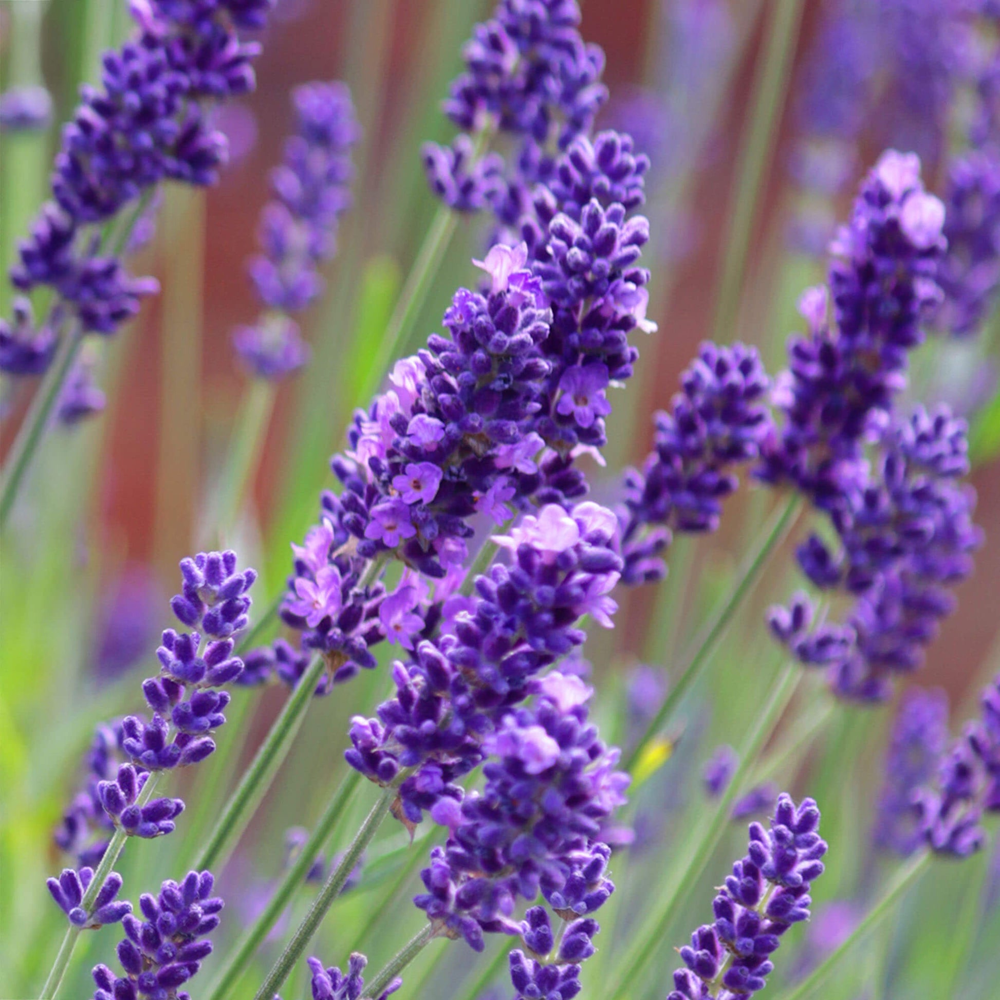dream about lavender plant Lavandula angustifolia Herb Plant Mix