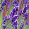 Lavender angustifolia Mix