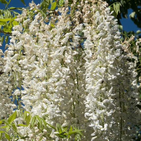 Wisteria floribunda 'Alba'