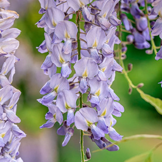 Wisteria macrostachya 'Blue Moon'