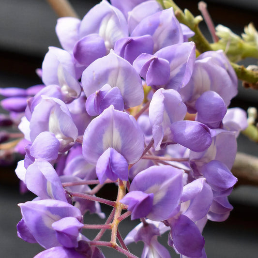 Wisteria brachybotrys 'Ikoyama Fuji'