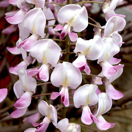 Wisteria floribunda 'Rosea'