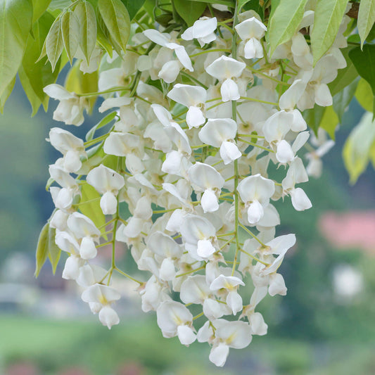 Wisteria brachybotrys 'Shiro-kapitan'