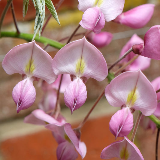 Wisteria brachybotrys 'Showa-beni'