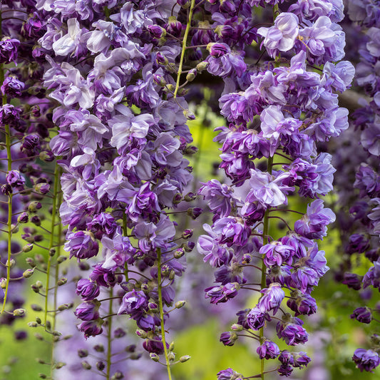 Wisteria floribunda 'Violacea Plena'