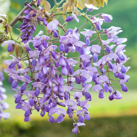 Wisteria brachybotrys