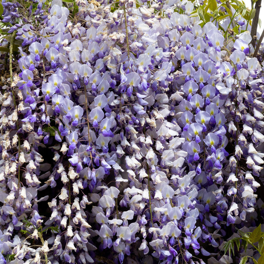 Wisteria floribunda