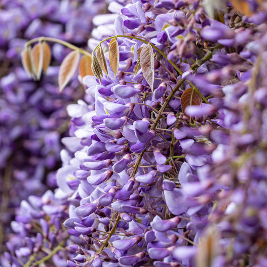 Wisteria macrostachya