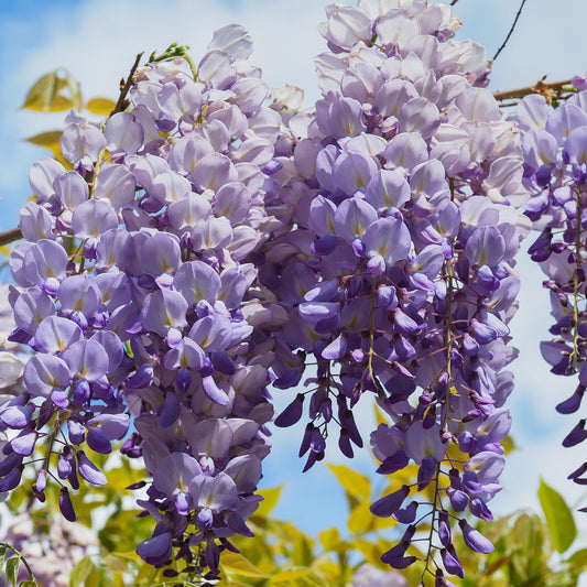 Wisteria sinensis 'Prolific'