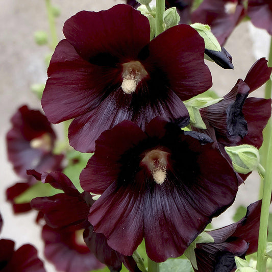 Alcea 'Blacknight'