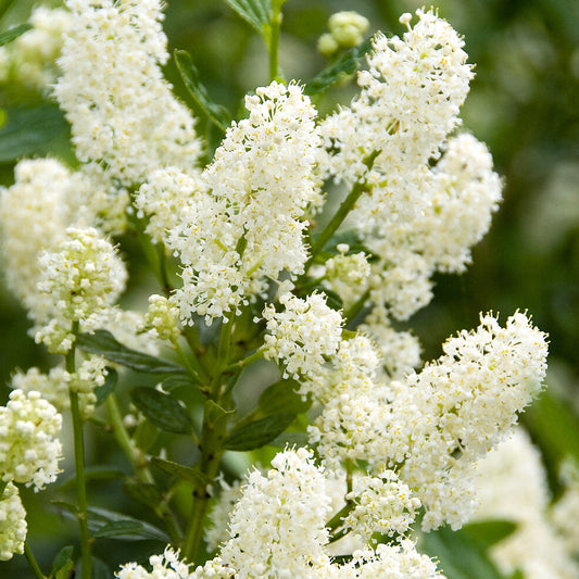 Ceanothus 'Millerton Point'