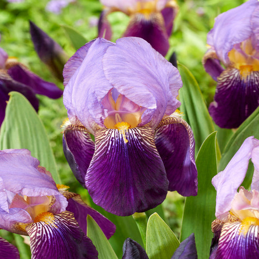 Iris 'Lent A. Williamson'