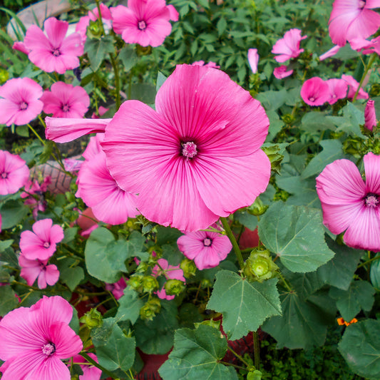 Lavatera 'Ruby Star'