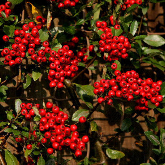 Pyracantha 'Red Column'