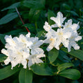 Rhododendron 'Cunningham's White'