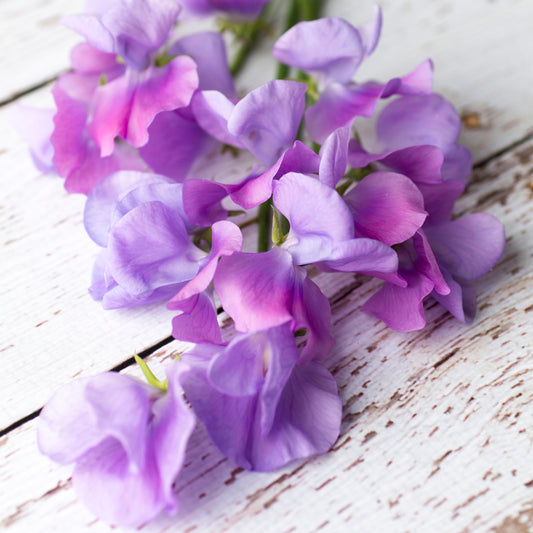 Sweet Pea 'Noel Sutton' Seeds