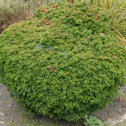 Thuja 'Tiny Tim'
