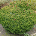 Thuja 'Tiny Tim'
