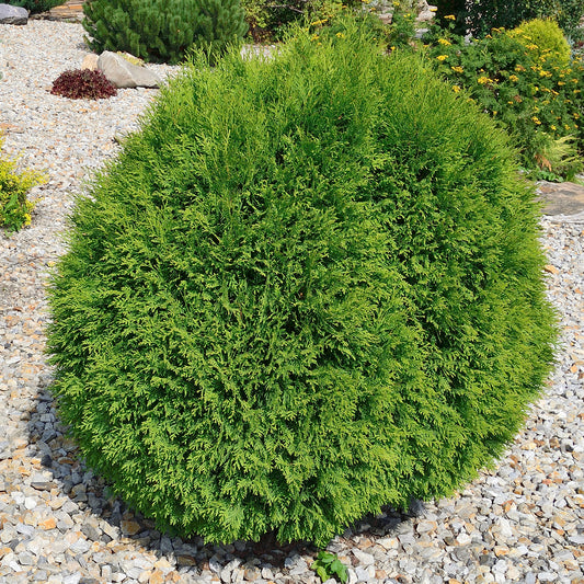 Thuja 'Danica'