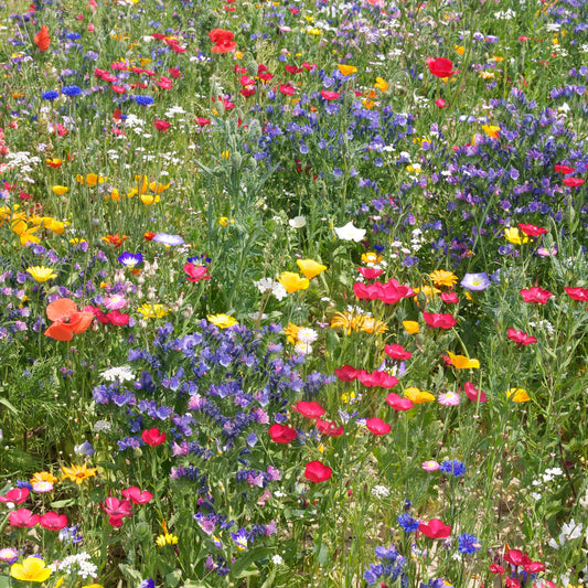 100% Cornfield Annual Wildflower Seeds