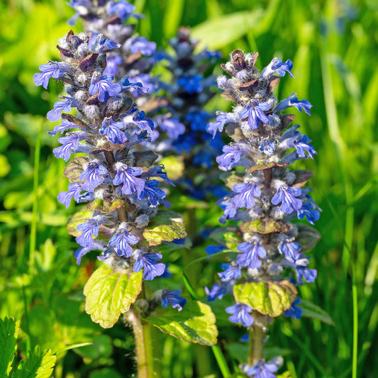 Ajuga 'Atropurpurea' Basket Plants