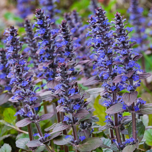 Ajuga 'Braunherz' Basket Plants