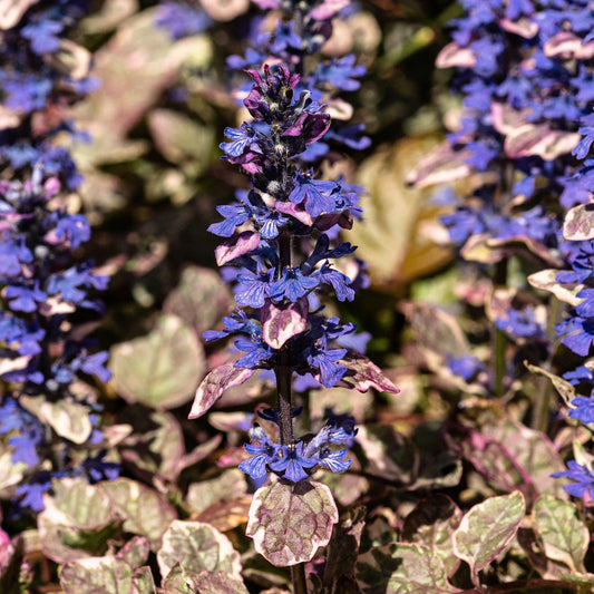 Ajuga 'Burgundy Glow' Basket Plants