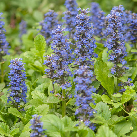 Ajuga 'Golden Beauty' Basket Plants